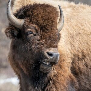 Un bison de Yellowstone lance son grand-père à 8 pieds dans les airs et le laisse dans un état critique