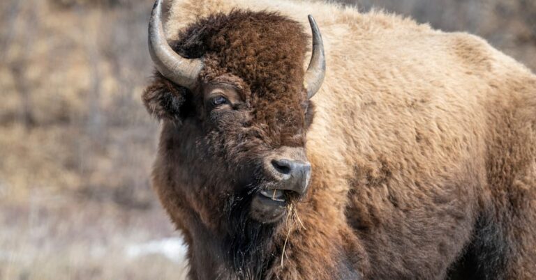 Un bison de Yellowstone lance son grand-père à 8 pieds dans les airs et le laisse dans un état critique