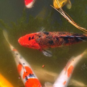 Un homme de Bangkok fait face à des accusations de cruauté après avoir sodomisé des poissons Koi