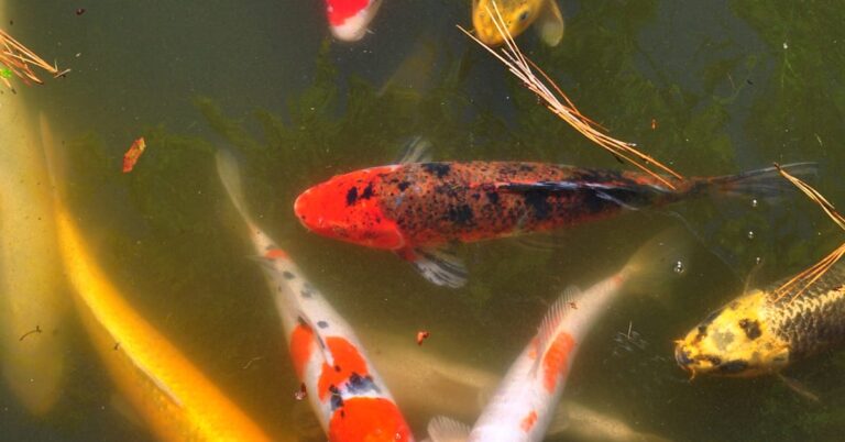 Un homme de Bangkok fait face à des accusations de cruauté après avoir sodomisé des poissons Koi